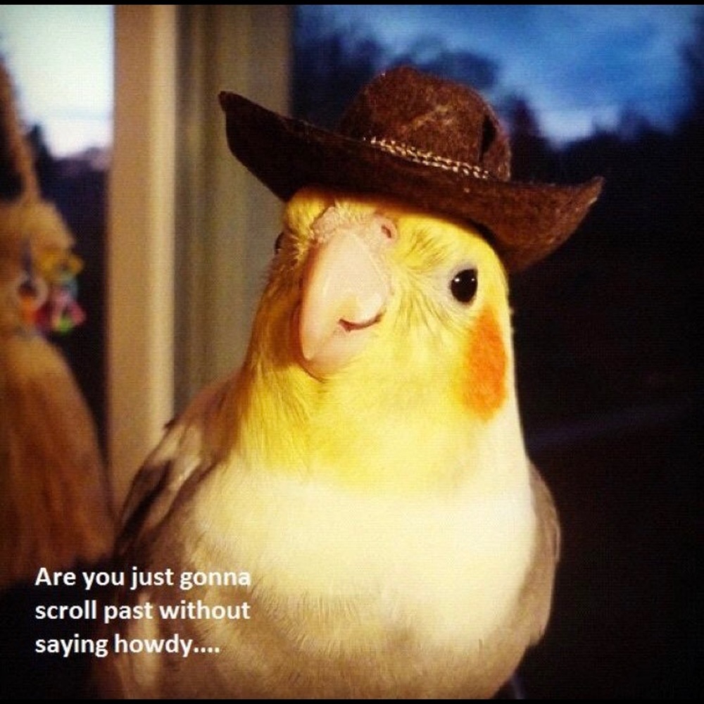 Meet your Posher, Indigo